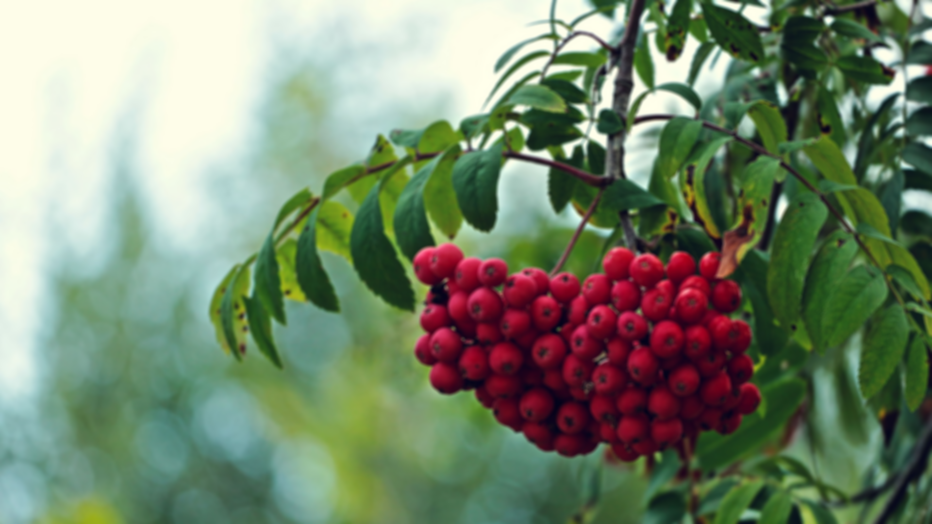 Rowan Tree Berries