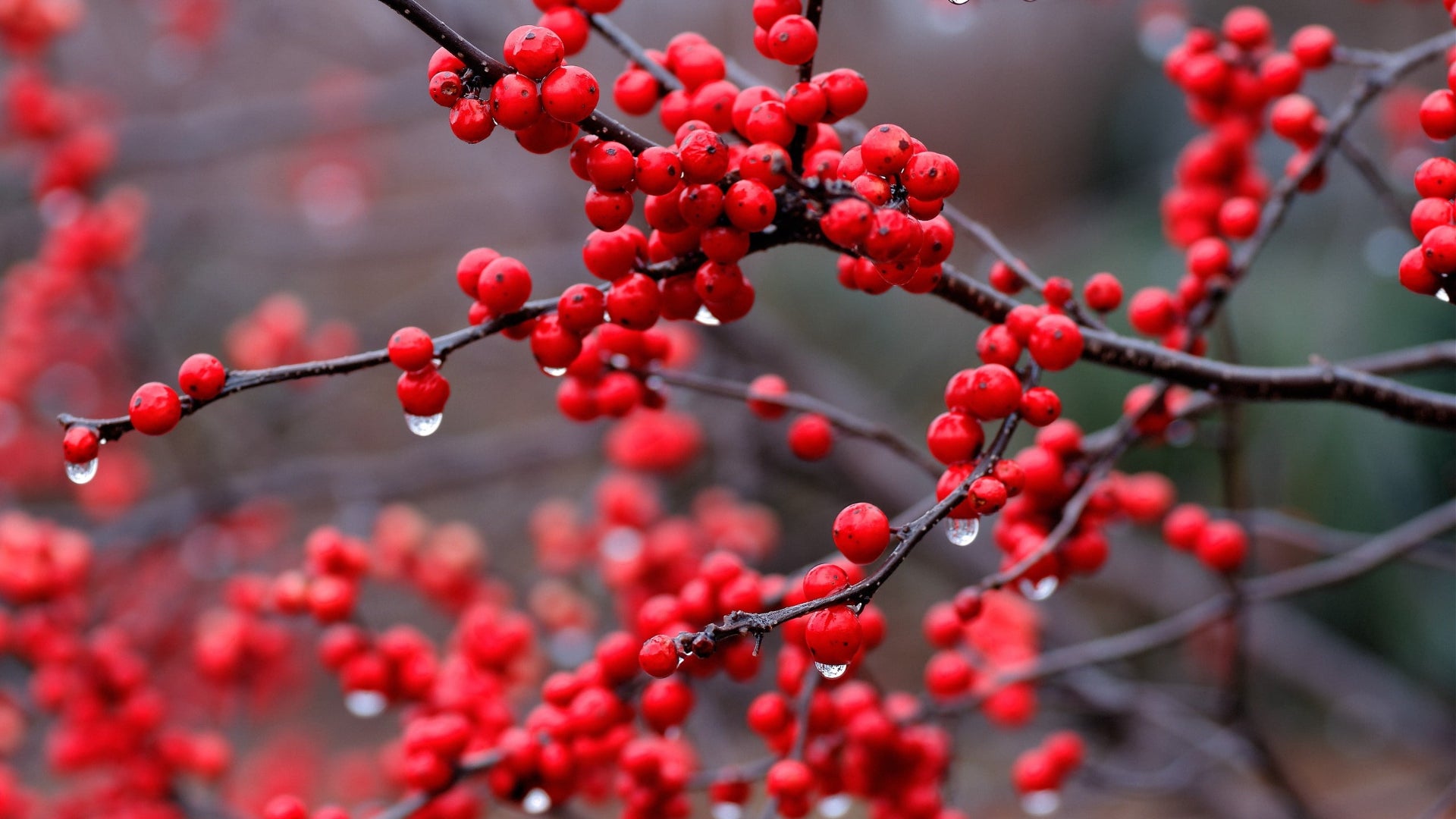 Rowan Tree Berries